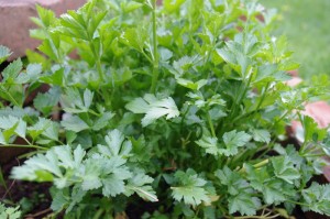 Cutting Celery -- this has been outside unprotected all winter