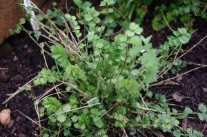 Salad Burnet